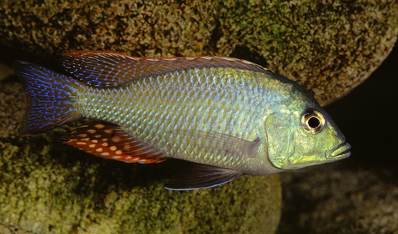 Protomelas similis 'Senga Bay'